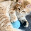 Home Pet Smart Cat Toys Interactive Ball